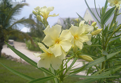 Green Tutle Cay Flower