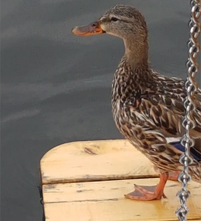 Duck On Platform