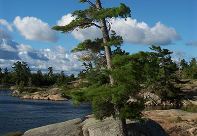 Georgian Bay - White Pine
