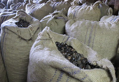 The Grenadines - Nutmeg