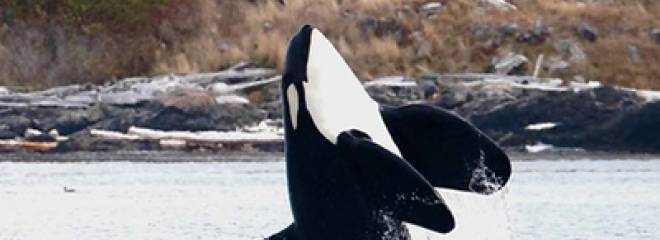 Boating BC is asking for your feedback to recover the Southern Resident Killer Whales