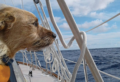 Dog Sailing